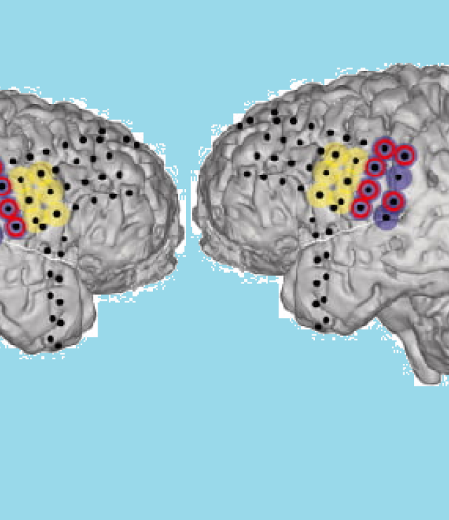two brains are better than one on blue background
