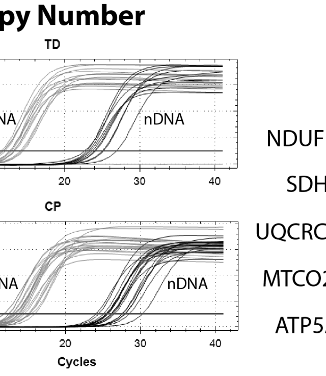 Mitochondrial Content