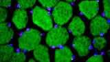 Close up of human cells