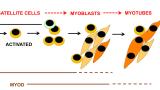 Myogenesis