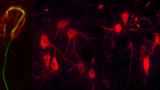 Neuromuscular junction and motorneurons