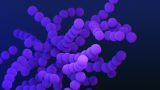 purple bacteria