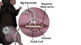 mouse surgery detail