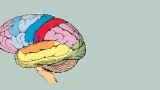 Brain Header. Dank illustrated