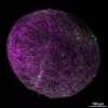 Human Cortical Spheroid purple asteroid